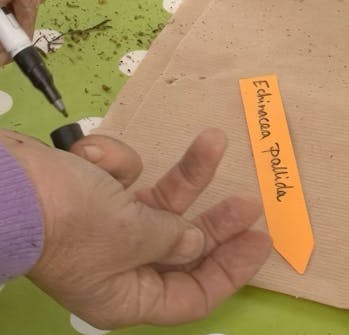 såning af blomsterfrø såning af blomsterfrø